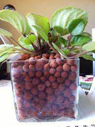 Terrarium Experiment With Clay Balls Needs Careful Watering As It Dries Out Too Easily Clay Balls Grapes Fruit