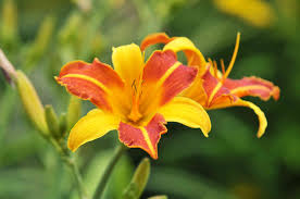 We did not find results for: 12 Low Maintenance Perennial Plants For Your Garden
