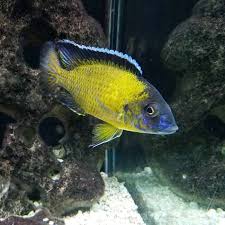 Is a relatively mild natured african cichlid, showing aggression mostly towards its own species in spacious aquaria. Peacock Cichlid Complete Care Tank Guide 2021update