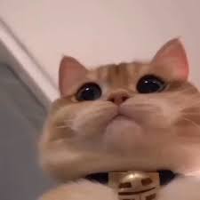These cat facts that will blow your mind and make you see cats very differently. Cat Cute Gif Cat Cute Cutecat Discover Share Gifs