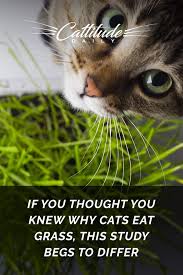 As Any Cat Owner Knows Cats Will Eat Grass To Settle Their Stomach And Induce Vomiting Right Well A Recent Study Out Of Cats Cat Eating Grass Cat Behavior