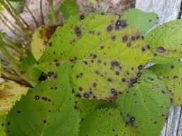 Image result for Cercospora hydrangea