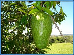 Diamalkan minum 1/4 suku gelas setiap 2 jam sehari selama 42 hari. Durian Belanda Zainabs Garden