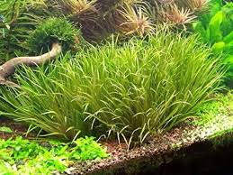 Image result for Blyxa