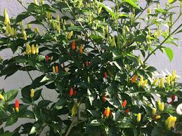 The most powerful plant of all, with doug tallamy 6 best lights to start seeds indoors (get a head start on your garden!) Sheilas Tropicals Sheilahardtke Profile Pinterest