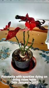 Wilting The King S Garden