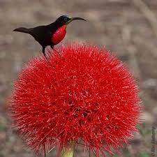 Birds That Start With Red Pin On Reflexions On Zimbabwe