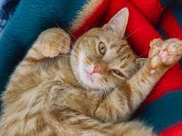 10 Facts About Polydactyl Cats