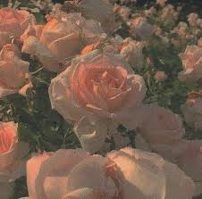 Icons In 2020 Flower Aesthetic Peach Aesthetic Aesthetic Wallpapers