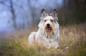 Moreover, it may need to be done only during its shedding seasons (spring and berger picards are known for their intelligence. Berger Picard Description Energy Level Health Interesting Facts