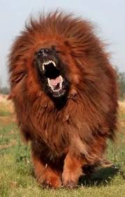 Tibetan Mastiff Mastiff Puppies Expensive Dogs Tibetan Mastiff Dog