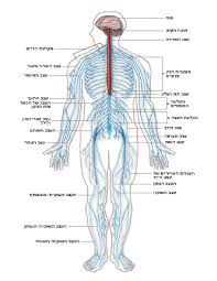 — somatic nervous system — autonomic nervous system. Labeled Picture Of The Nervous System Human Body Diagram Nervous System Elegant Nervous System Diagram Koibana Info Peripheral Nervous System Nervous System Diagram Nervous System Anatomy