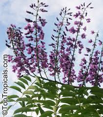 Image result for Lonchocarpus