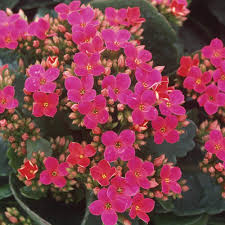 Image result for Kalanchoe calandiva