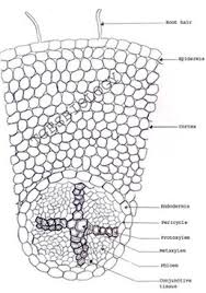 B Anatomy Of Flowering Plants Biology4isc