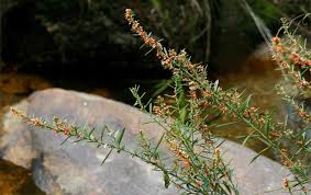 Image result for Indigofera paniculata