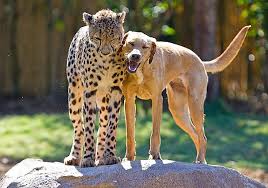 15 Unusual Animal Friendships That Will Melt Your Heart Bored Panda Your best friend is special, don't they deserve a meme or two from you? 15 unusual animal friendships that will