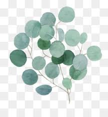 Set of watercolor foliage, illustration of elements isolated white. Eucalyptus Png Free Download Family Tree Design Summer Greenery Clipart Png Eucalyptus