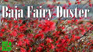 Mature plants might reach a size of 4 to 6 feet tall and wide. Baja Fairy Duster Scarlet Red To Red Orange Tufted Flowers Appear Nearly Year Round Youtube