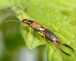A compost pile and mulched beds are part of a well tended garden. Earwigs