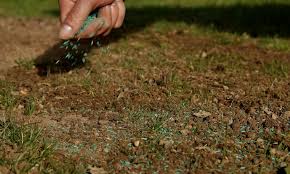 Removing lawn thatch has become a spring tradition. How To Overseed A Lawn The Unlimited Guides