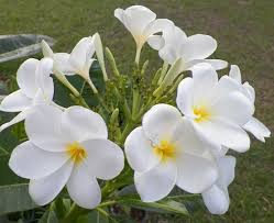 Dieramas are actually bulbs from south africa, most of the species growing at altitude, which makes them hardy in most of the uk. Hong Kong Hong Kong Has The Strong Scent Of Singapore And Is Evergreen With The Thick Glossy Dark Green Leaves But The Flower Plumeria Frangipani Leaf Shapes