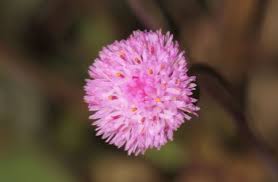 Image result for Emiliella