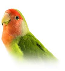 Rehoming 2 pairs of proven lovebirds blue masked lovebird pair $350 olive lovebird pair $350. Lovebird Personality Food Care Pet Birds By Lafeber Co