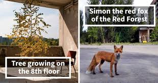 Your browser does not support the video tag. 30 Photos Of Nature Winning The Battle Against Civilization In The Exclusion Zone Around Chernobyl Bored Panda
