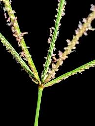 Image result for Cynodon dactylon