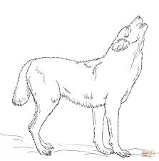 Coloriage Loup Arctique P23z Com Wolf Colors Drawing Tutorial Coloring Pages