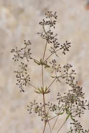 Image result for Galium simense