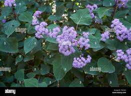 Image result for Bartlettina