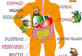 Resultado De Imagen Para Sistema Digestivo Para Ninos Sistema Digestivo Para Ninos Sistema Digestivo Materiales Didacticos