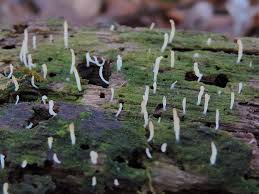 Image result for Microcoelia corallina