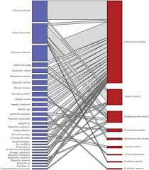 Image result for Aspilia kotschyi