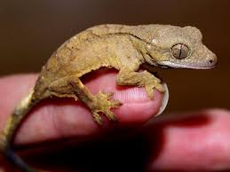 Why Is My Crested Gecko So Small And Wont Grow Care