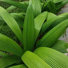 Image result for Curculigo