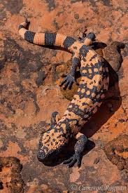 Arizona Lizard Black And White Tail Pin On Reptiles Lizards And Tuataras