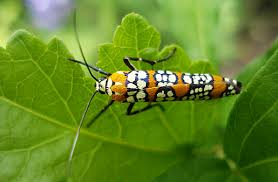 Black And White Insect Photos Webworm Moth Orange Black And White Bug At Chicago Garden Png Garden Bugs Garden Insects Best Vibrators