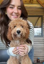 Schattige video van mijn langharige hond die nodig geknipt moet worden