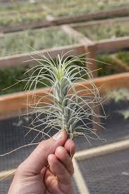 Image result for Heteromorpha