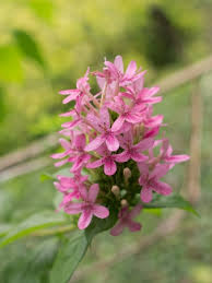 Image result for x Ruttyruspolia