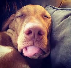 7 Surprising Reasons You Should Sleep With Your Dog Every Night Vizsla Dogs Vizsla Puppies Dog Lovers