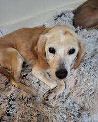 Central Virginia Regional Rescue