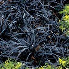 This black plant lives up to the hype. Dwarf Black Mondo Grass Lawn Leveling Rake