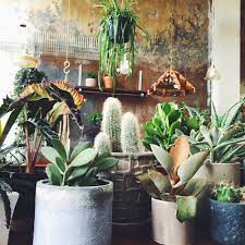 Spike has sharp needles, so keep him well out of reach of small children or curious pets. My Favourite Succulent And Cacti Shops In East London Booksandquills
