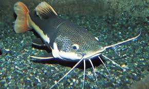 (signing up for longer periods of six months or a year. Catfish Facts Information And Habit Of The Catfish Group