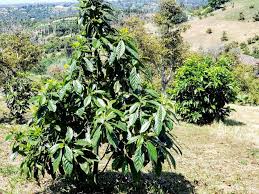 If you have a heavy clay soil, elevate the tree in a mound for better drainage. Growing Avocado Kellogg Garden Organics