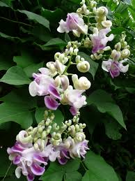 Image result for Cochliasanthus caracalla